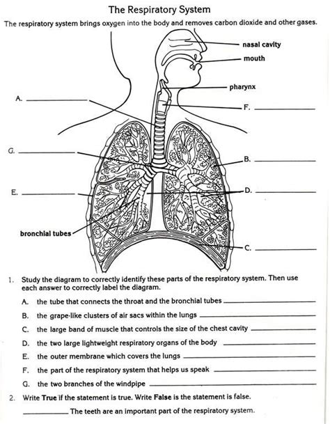 the respiratory system worksheet